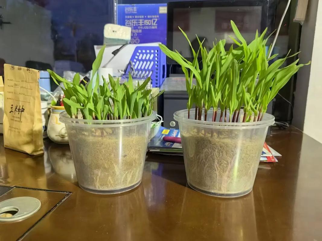 中禾玉米肥拌技术 防虫抗倒增产一体化方案